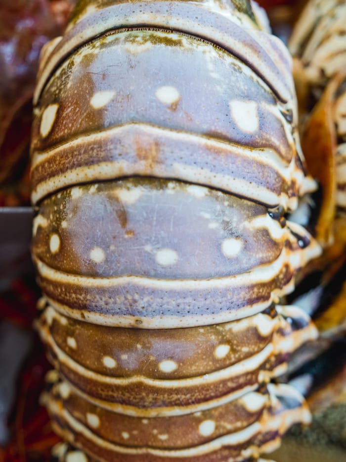 project-02-d Detailed image of a fresh lobster tail showcasing texture and quality at a seafood market.